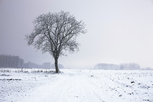 TreeWinter